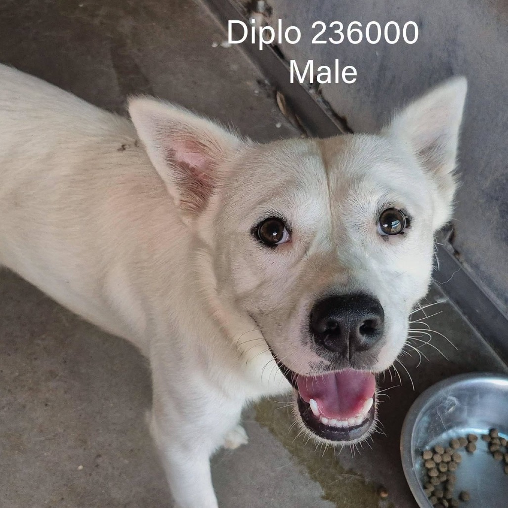 Diplo, photo 4