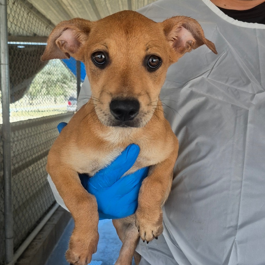 COSMO THE SPACEDOG - Mixed Breed (Medium) available for adoption