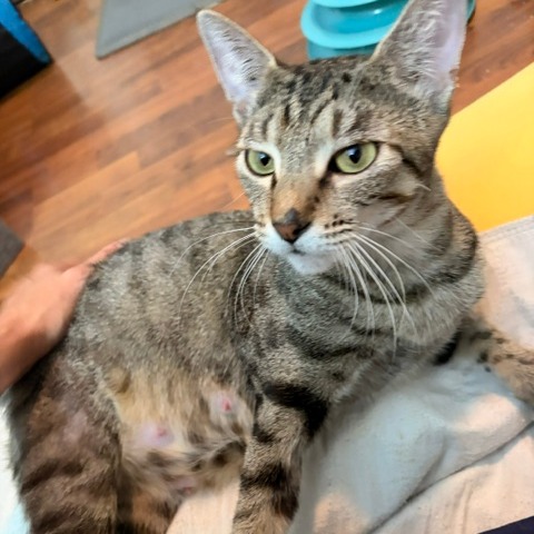 AFFOGATO - Domestic Shorthair available for adoption