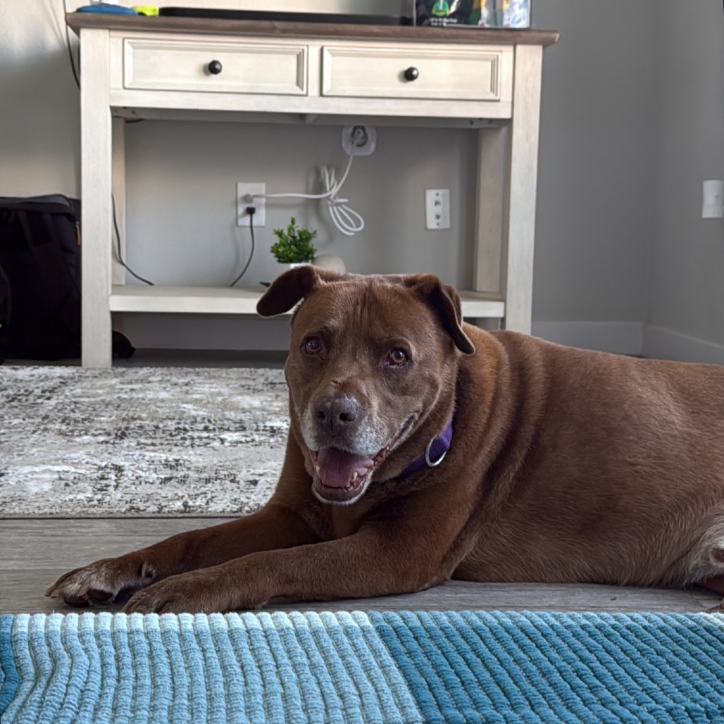 Brownie, photo 6