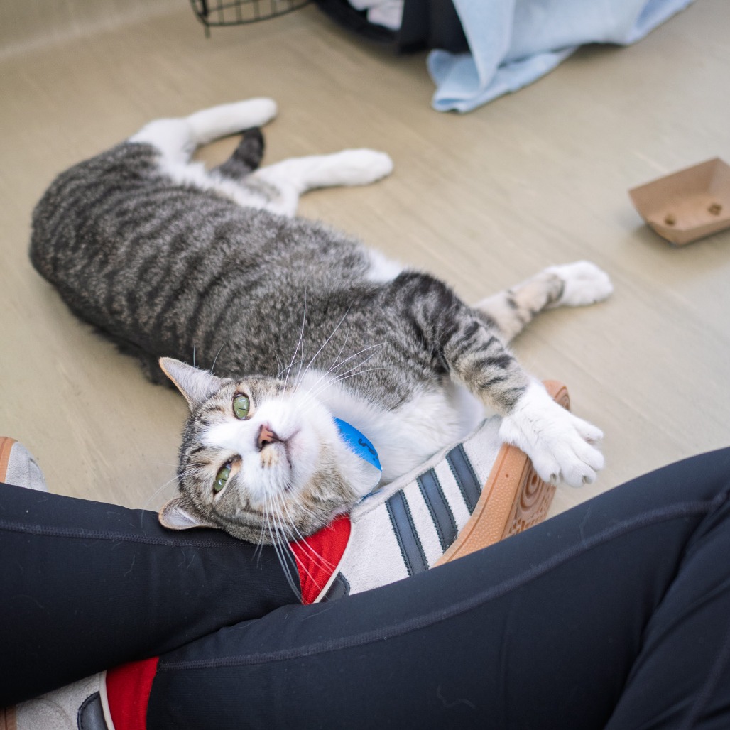 Lucian — thumbnail 2