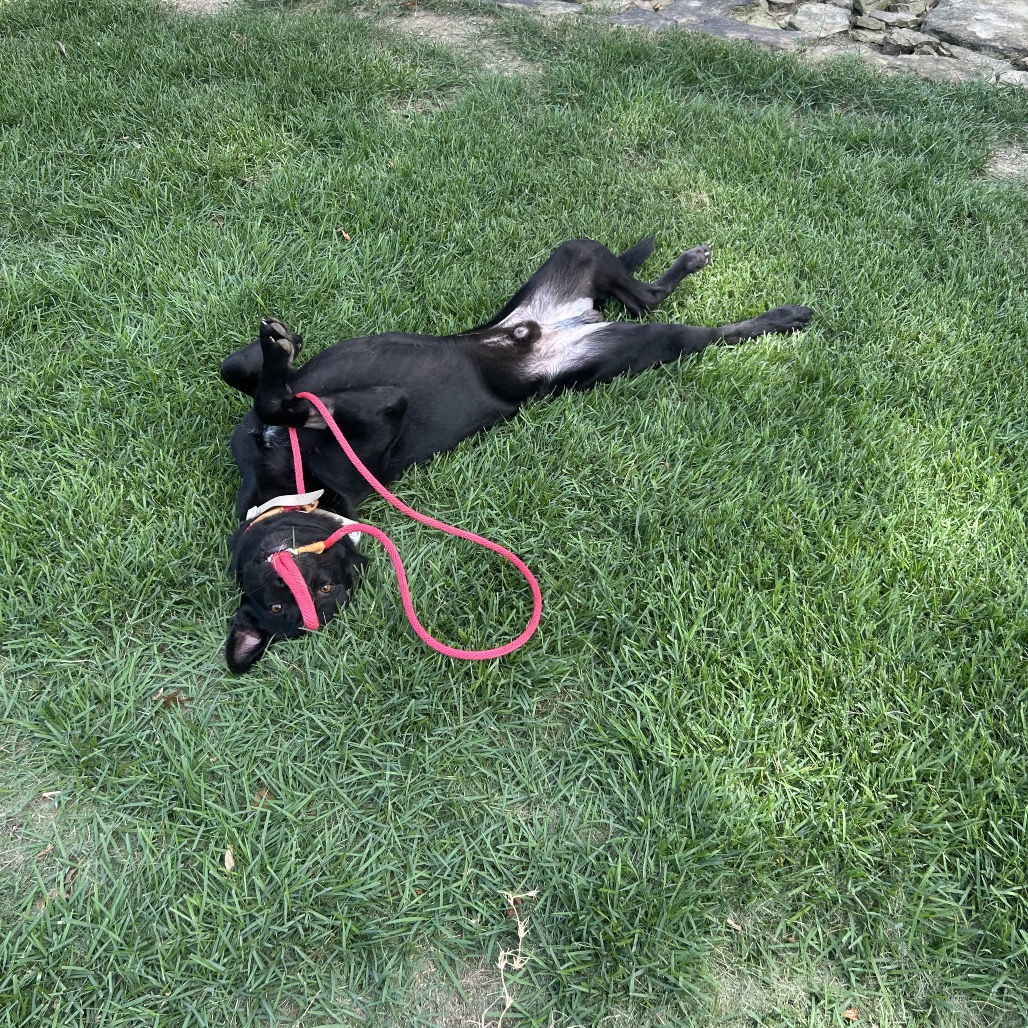 Jet, photo 25