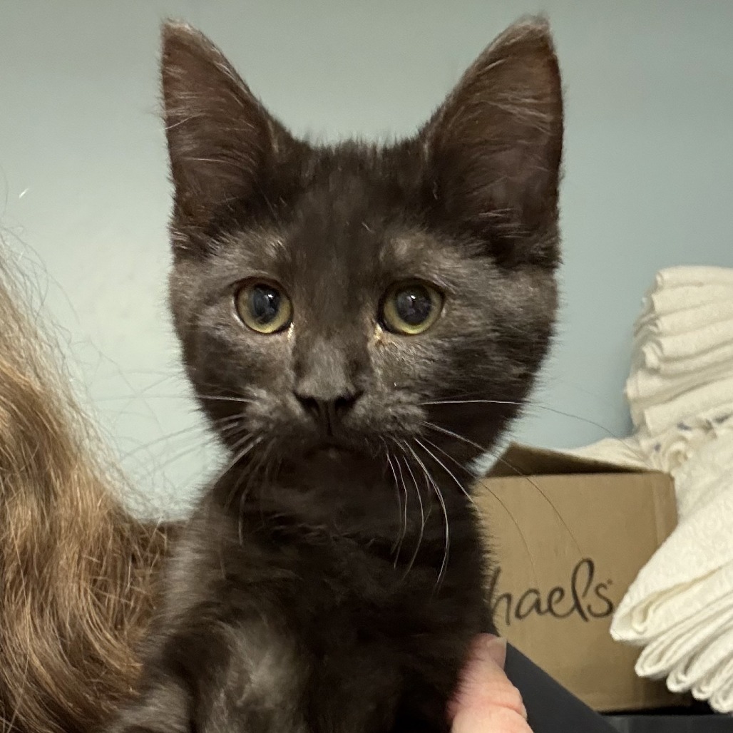 Mink, adopted