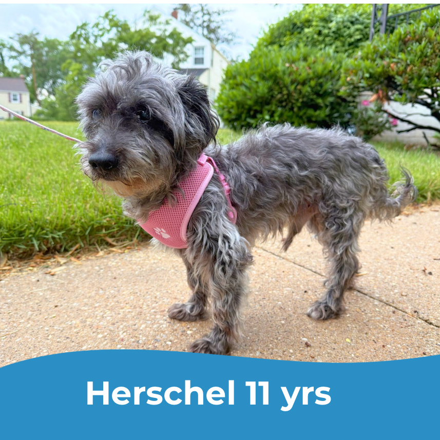 Herschel, photo 8