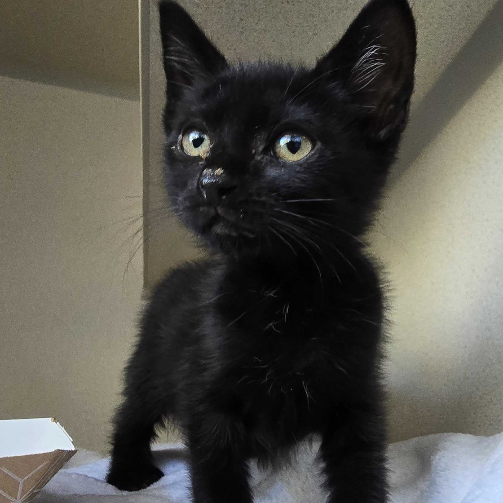 Crunchie (green collar) - Domestic Shorthair
