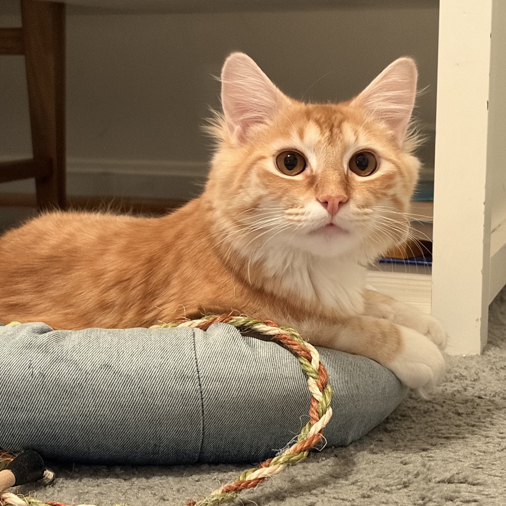 ORPHEUS - Domestic Medium Hair for adoption in Silver Spring