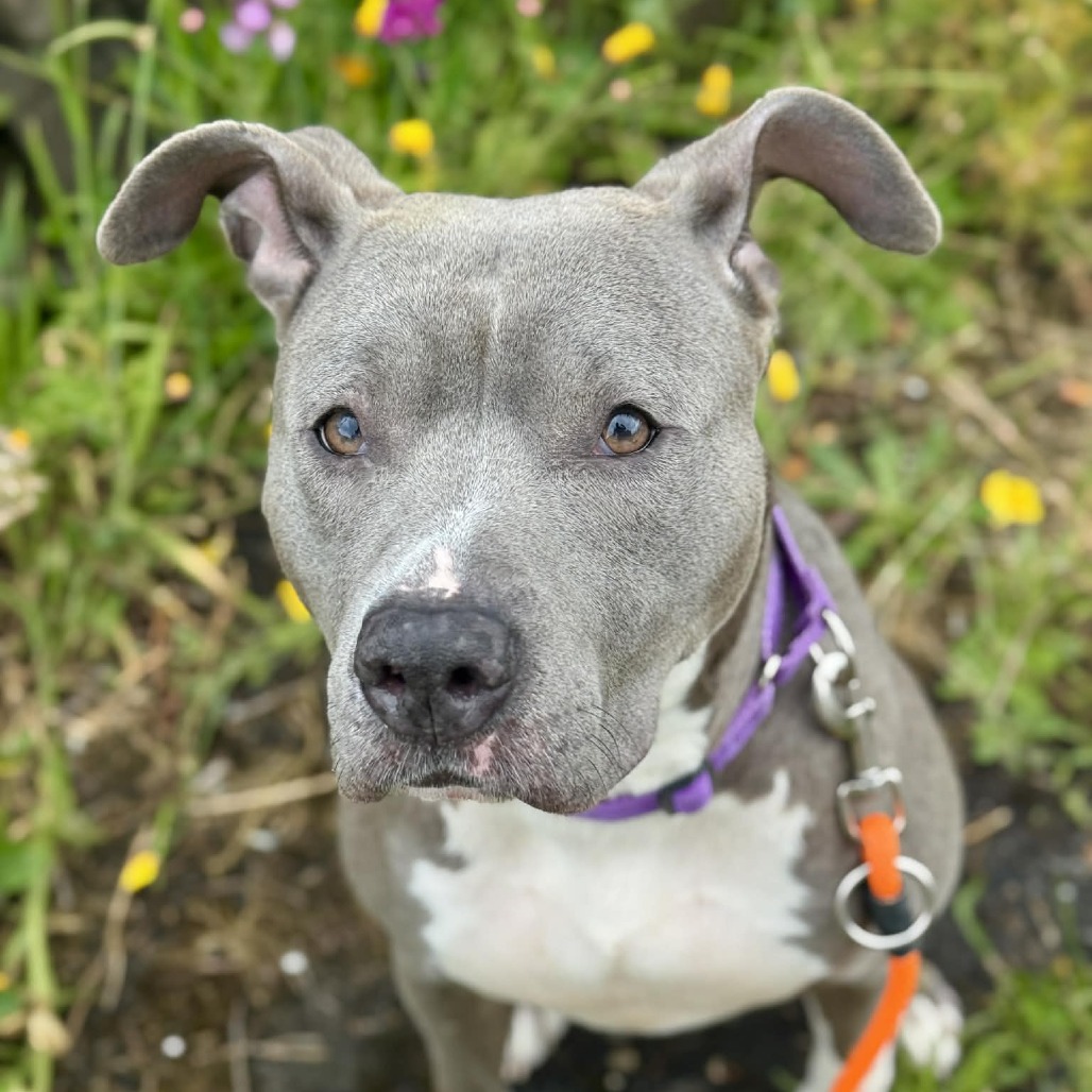 Pit Bull