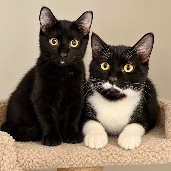 CAPTAIN HOOK - Domestic Shorthair available for adoption