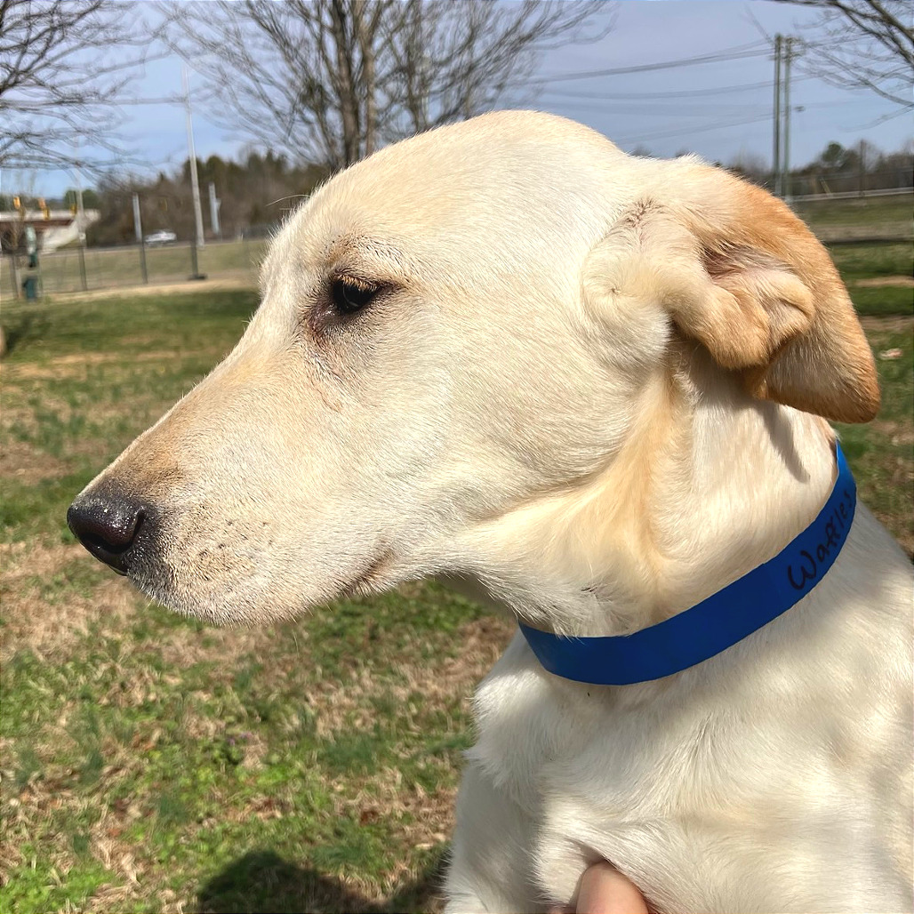 Waffles — thumbnail 8