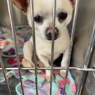 Benny — thumbnail 3