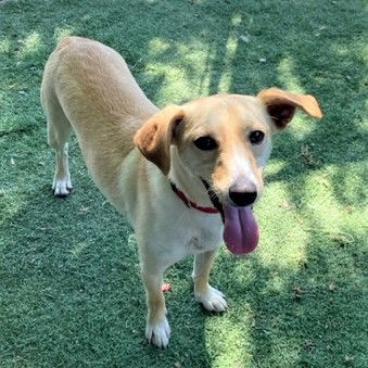 PELO — thumbnail 5