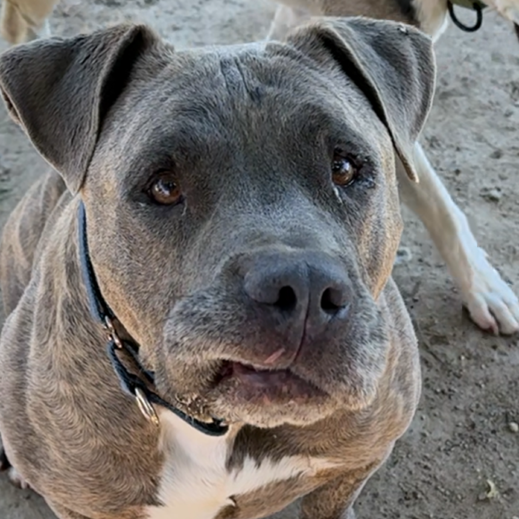 Eeyore, photo 16