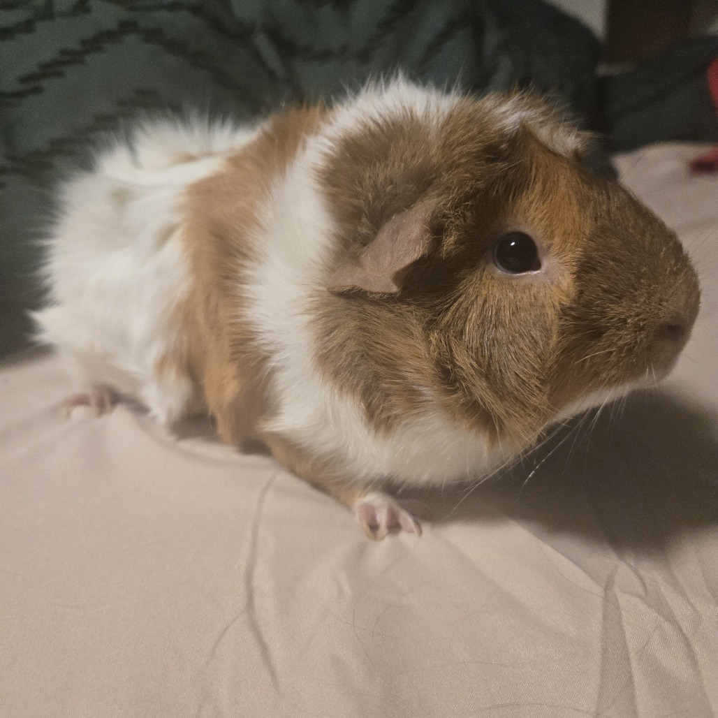 Thelma