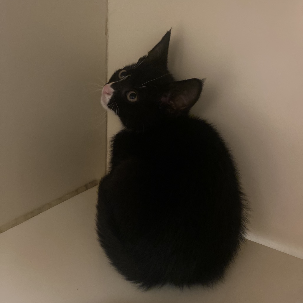 KODA - Domestic Shorthair available for adoption
