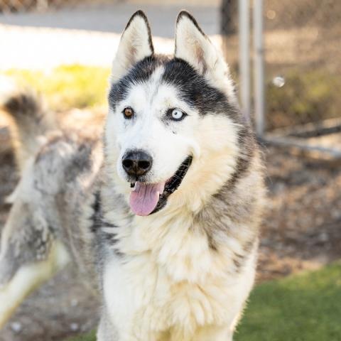 Siberian Husky