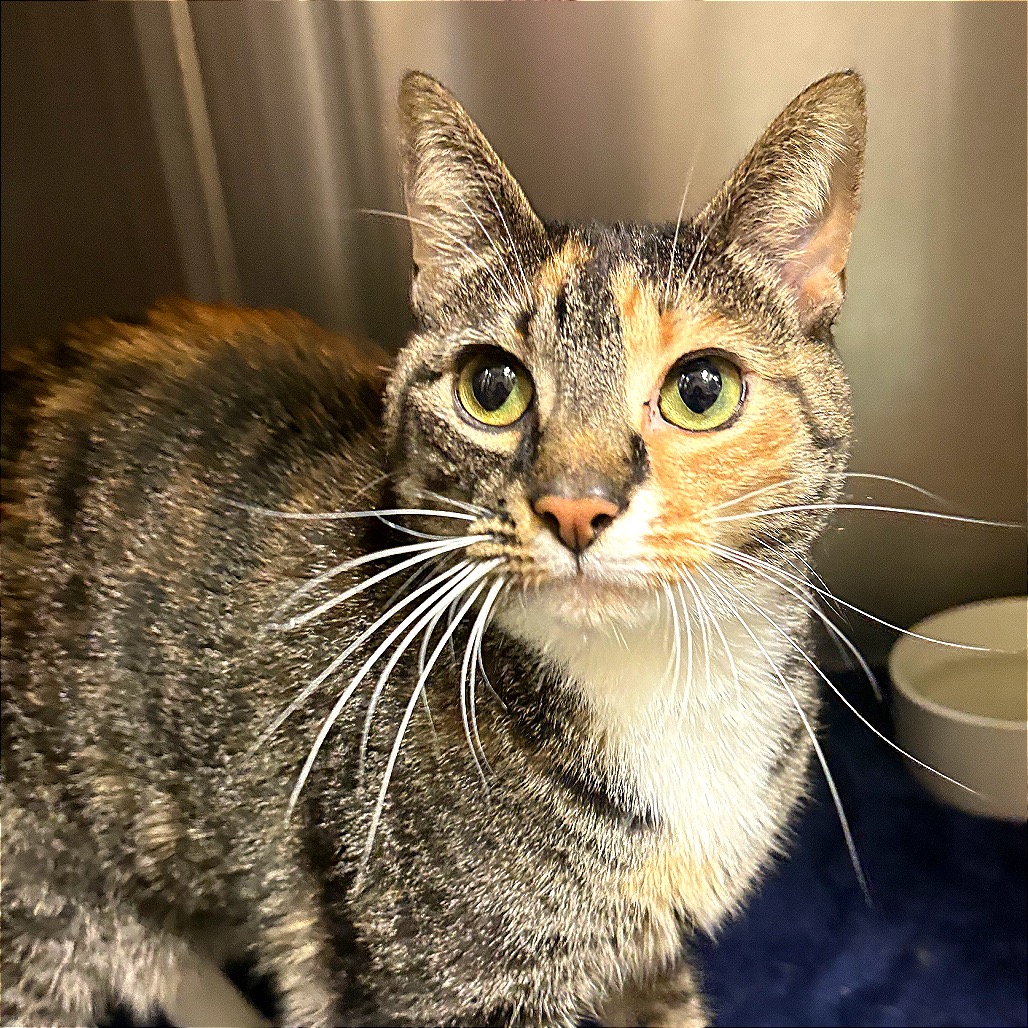 Close-up photo of Coraline