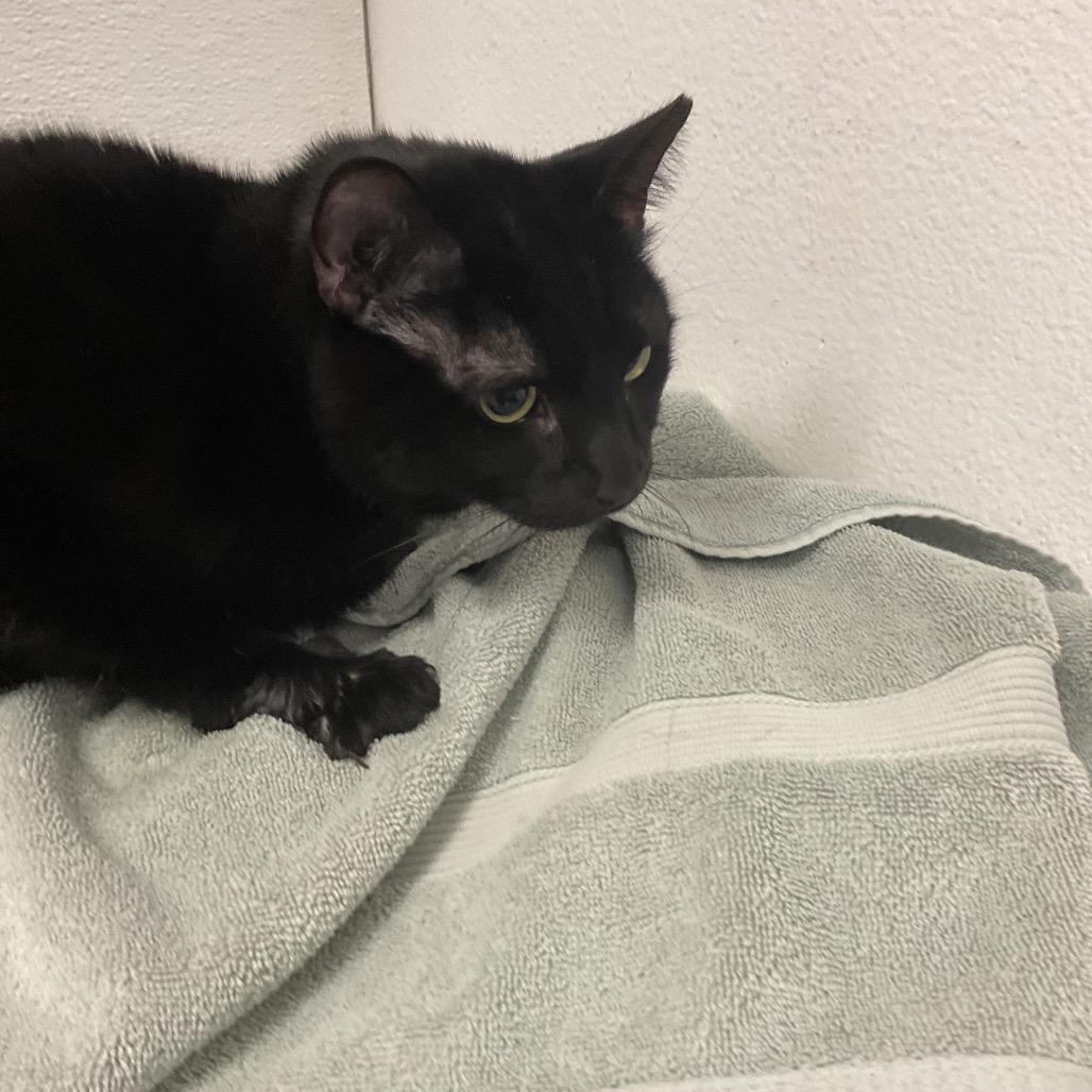 SIMON - American Shorthair available for adoption