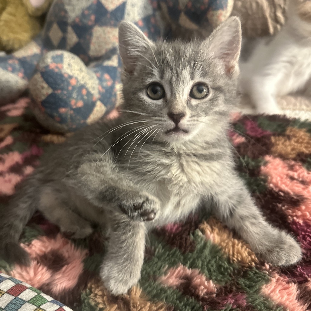 WAVERLY - Domestic Shorthair available for adoption