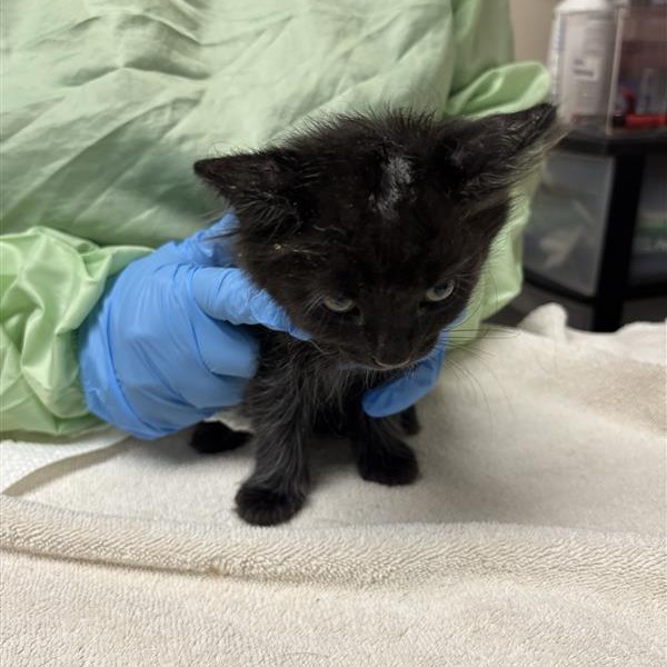 APPLE JACKS - Domestic Longhair available for adoption