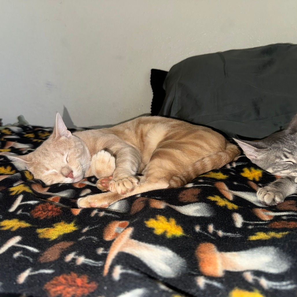 ANGELO - Domestic Shorthair available for adoption
