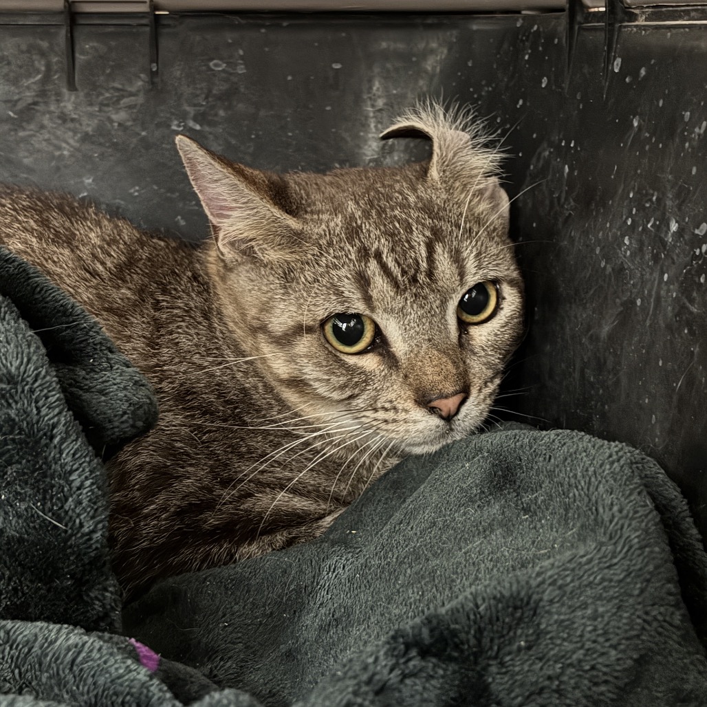 SALEM - American Shorthair available for adoption