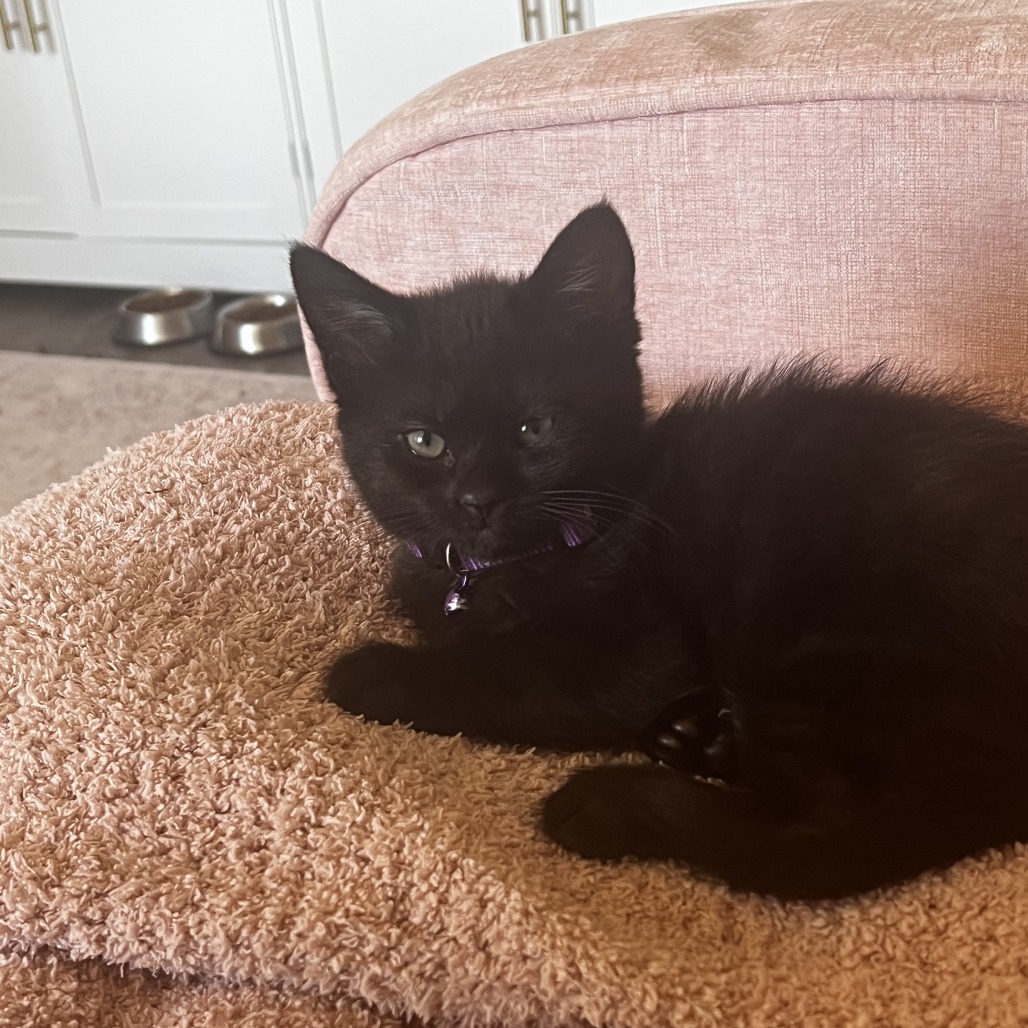 Ash - polydactyl, an adoptable cat