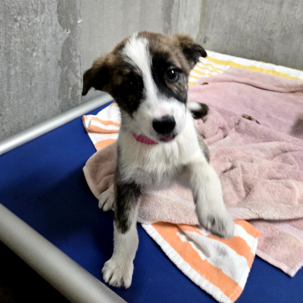 Khan — thumbnail 4