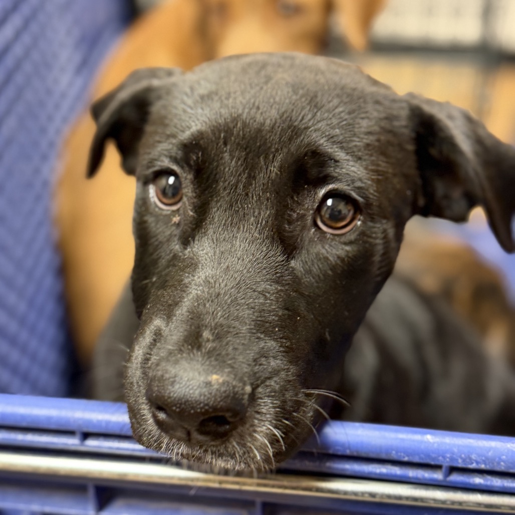 DOTTIE - Terrier / Pit Bull available for adoption