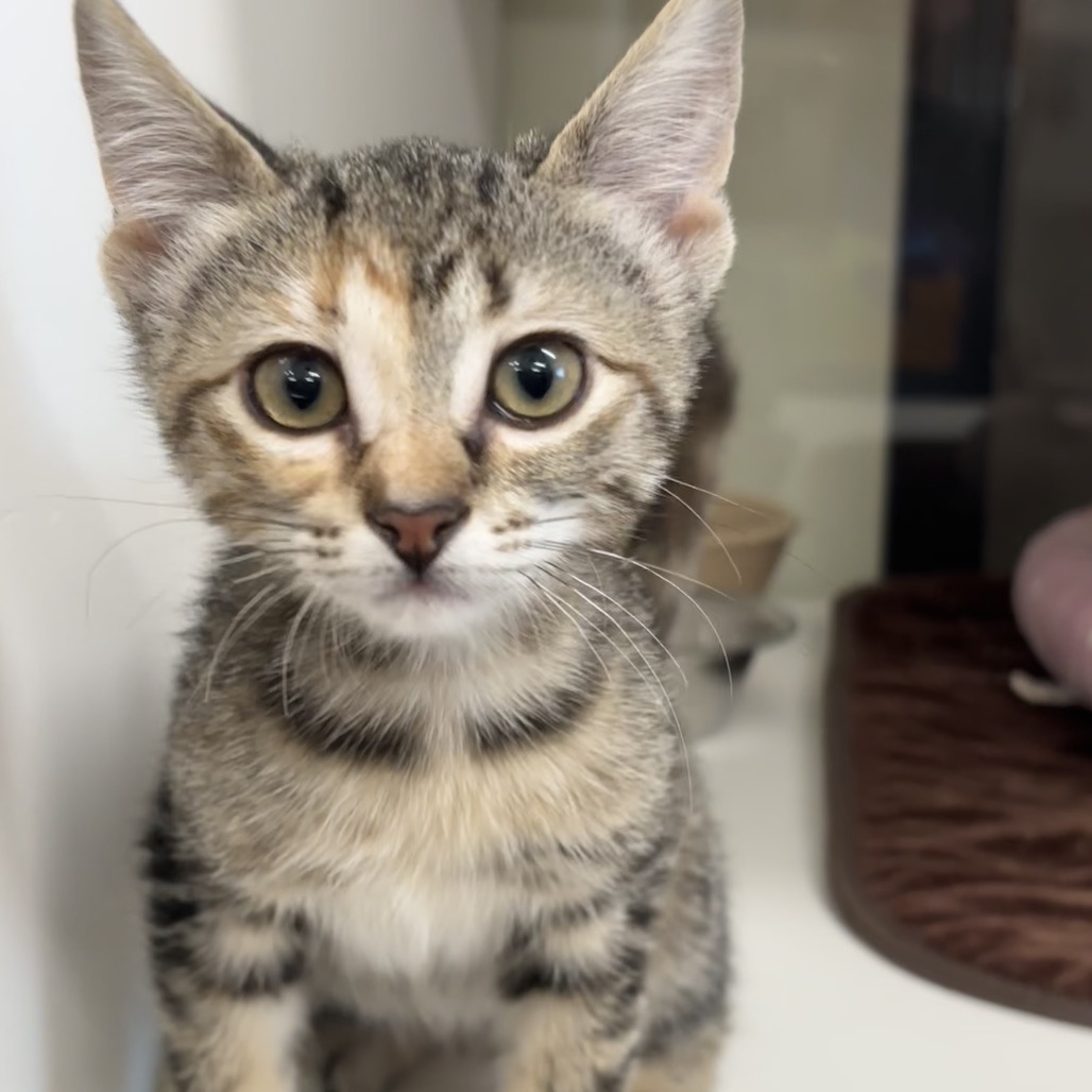SMILES - Domestic Shorthair / Domestic Shorthair available for adoption