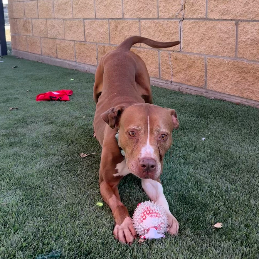 Xena, photo 15