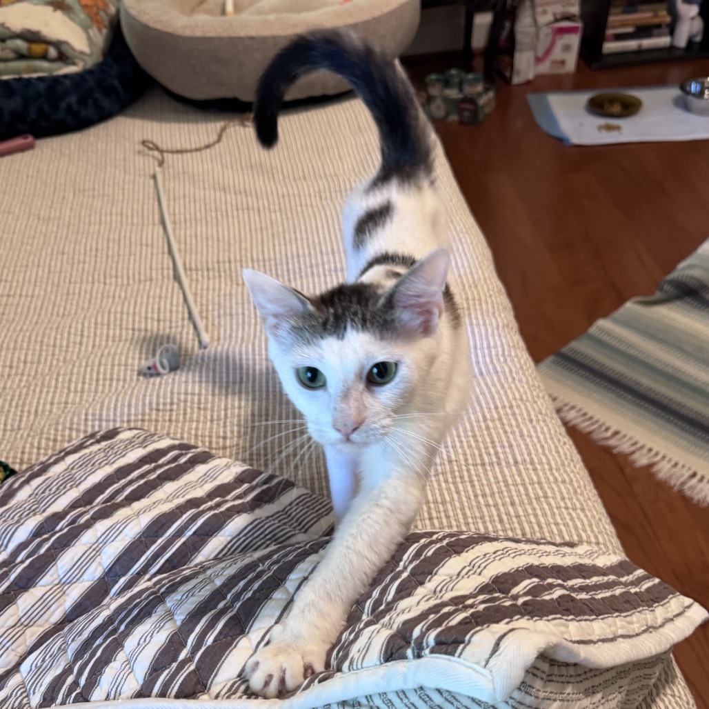 ELLA - Domestic Shorthair available for adoption
