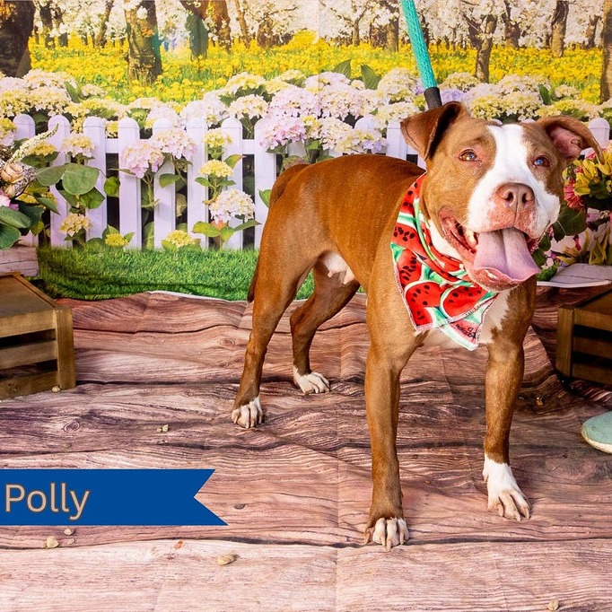 Polly