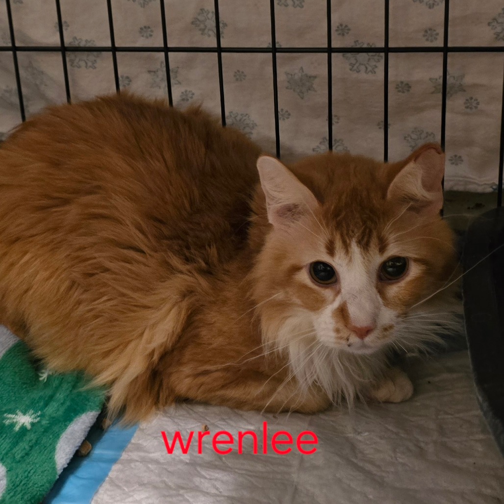 WRENLEE - Domestic Longhair available for adoption