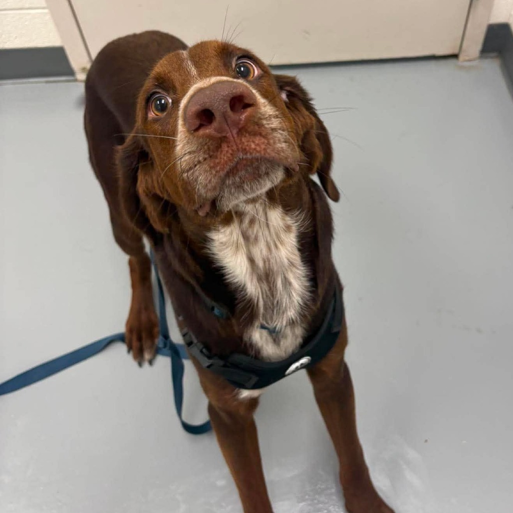 CAPTAIN - Hound, Bloodhound / Pointer, German Shorthaired available for adoption