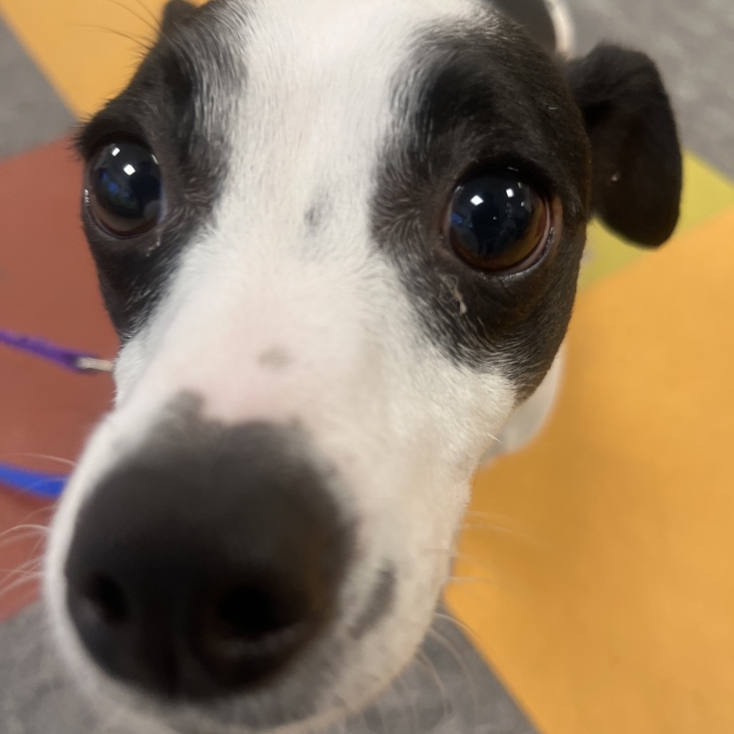 Gianni — thumbnail 2