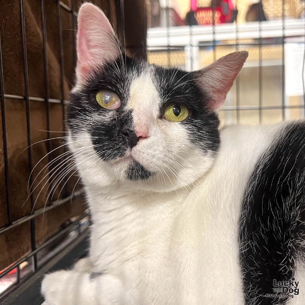 ONNO - Domestic Shorthair available for adoption