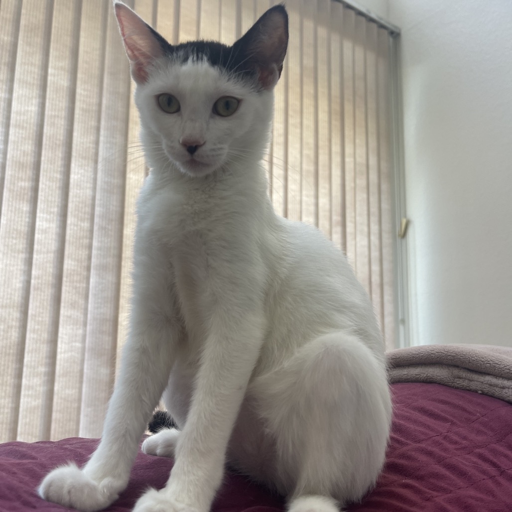 Lily, photo 13