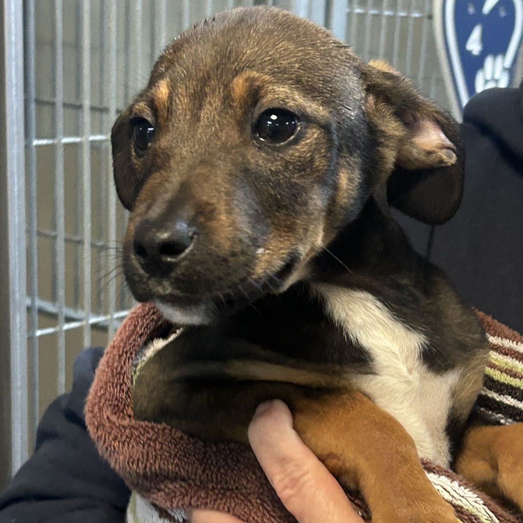  Kennel#22c 's preview photo