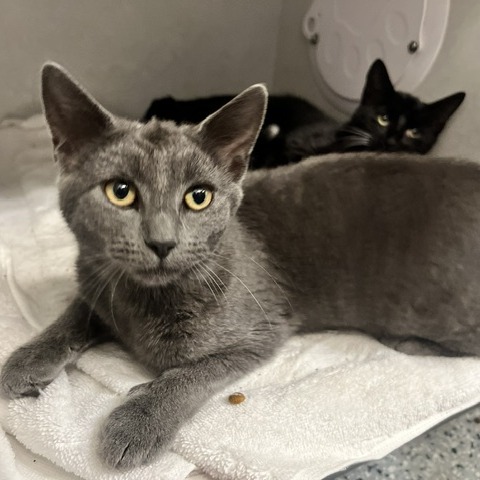 DIABLO - Domestic Shorthair available for adoption