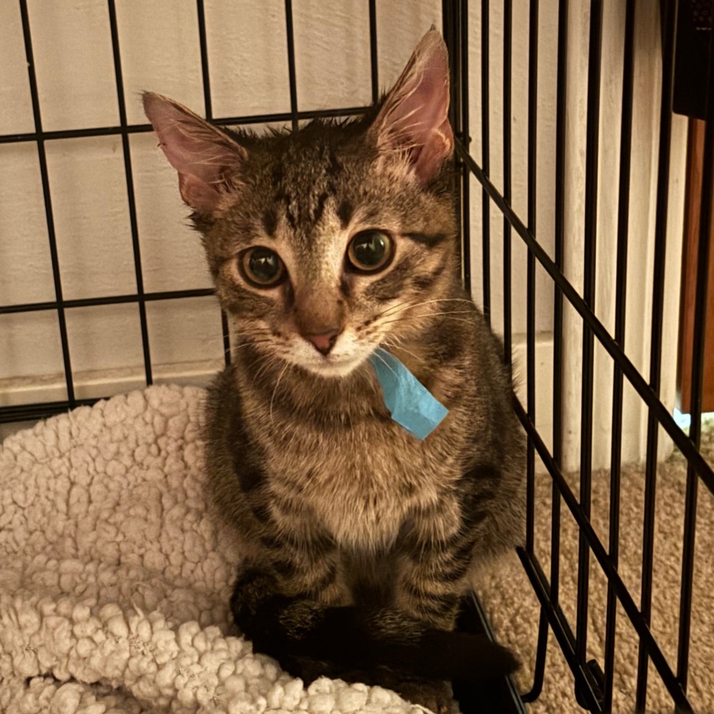 GARBANZO - Domestic Medium Hair available for adoption