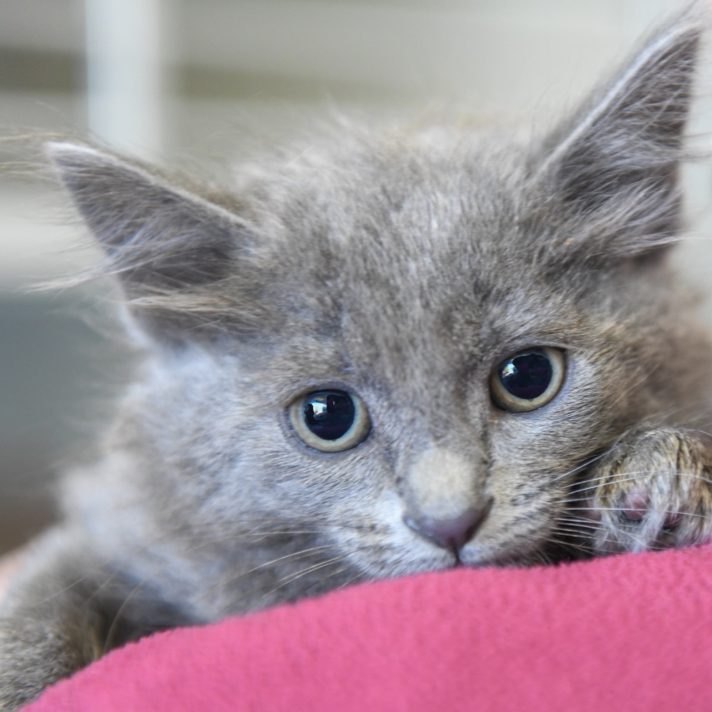 Taylor - Domestic Medium Hair