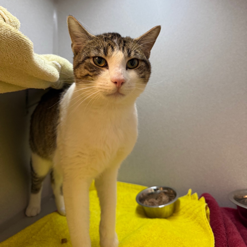 Photo of Nick Carraway 8