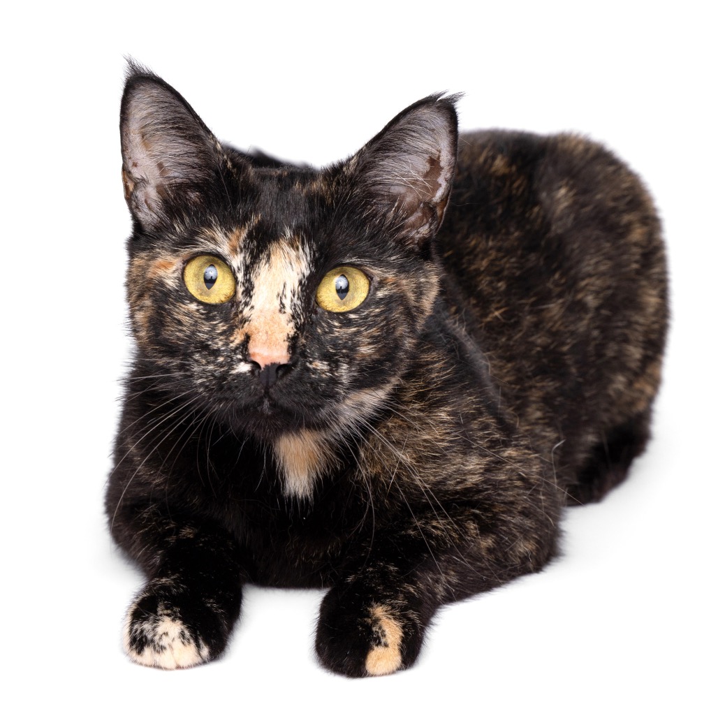 HERA - Domestic Shorthair available for adoption