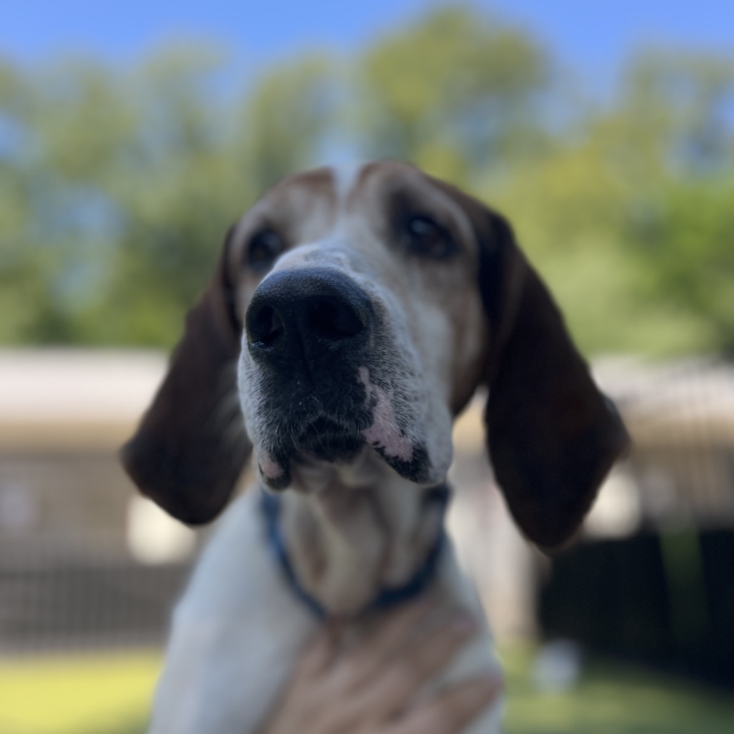 Theodore, additional photo