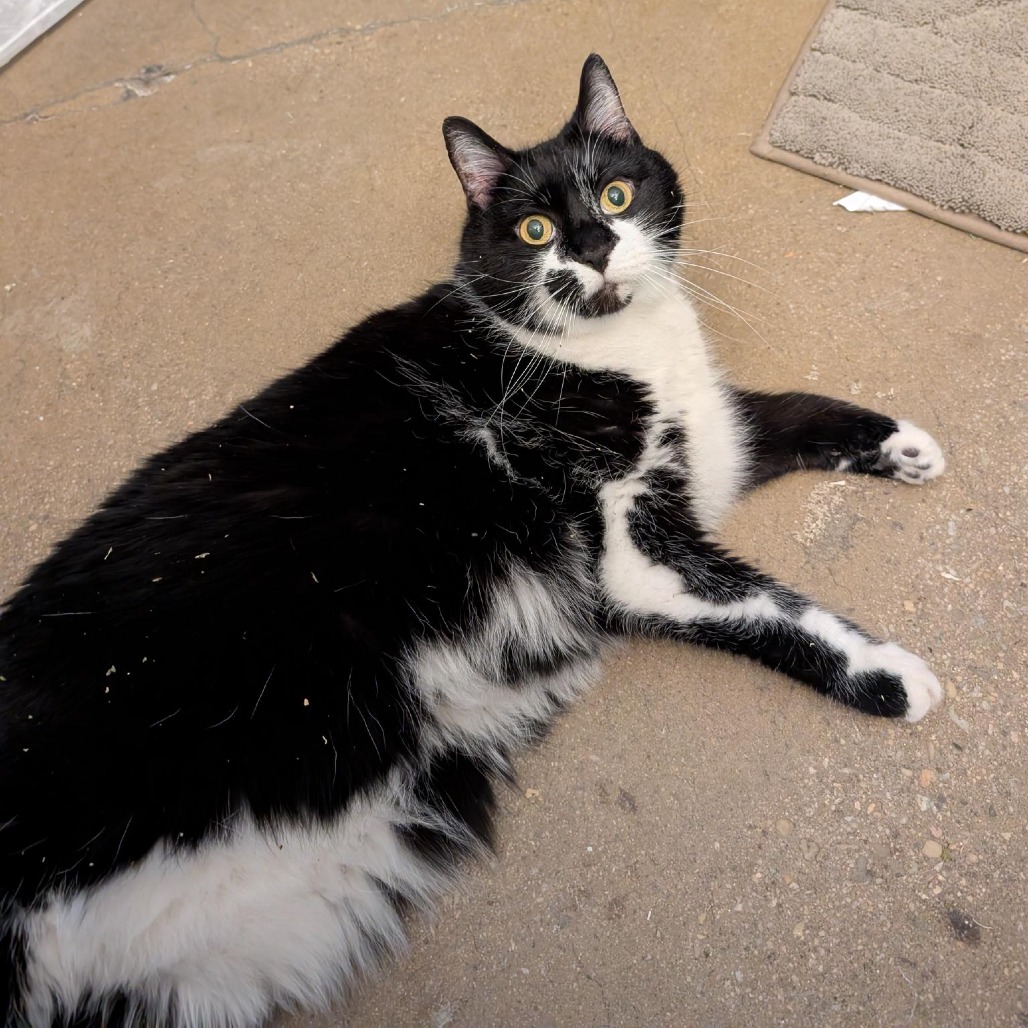 LIMITED EDITION D'OREO - Domestic Medium Hair available for adoption