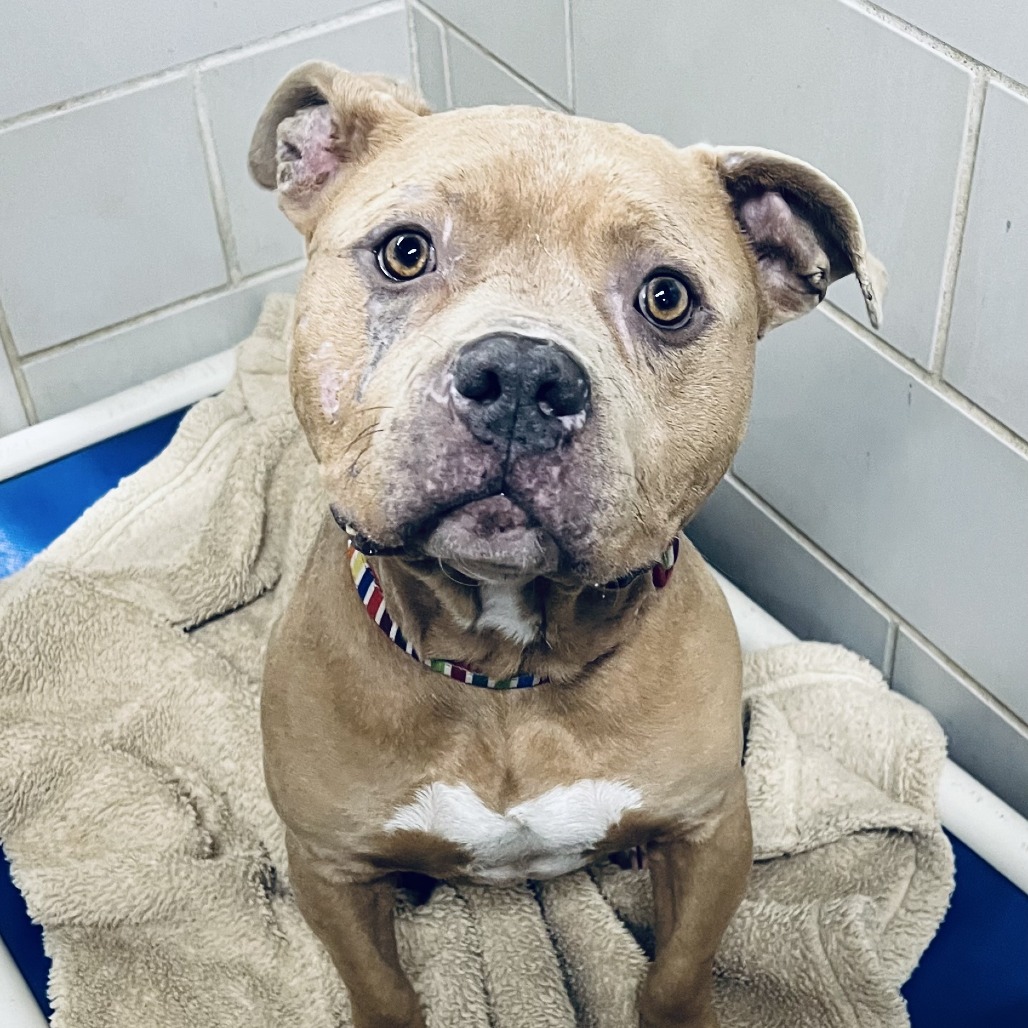 Mayor McCheese — thumbnail 5