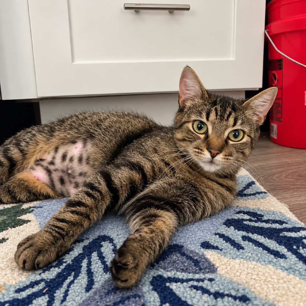 FELICITY - Domestic Shorthair available for adoption