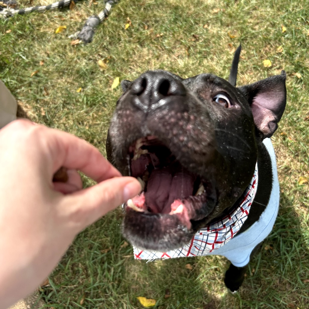 Bowser, photo 58