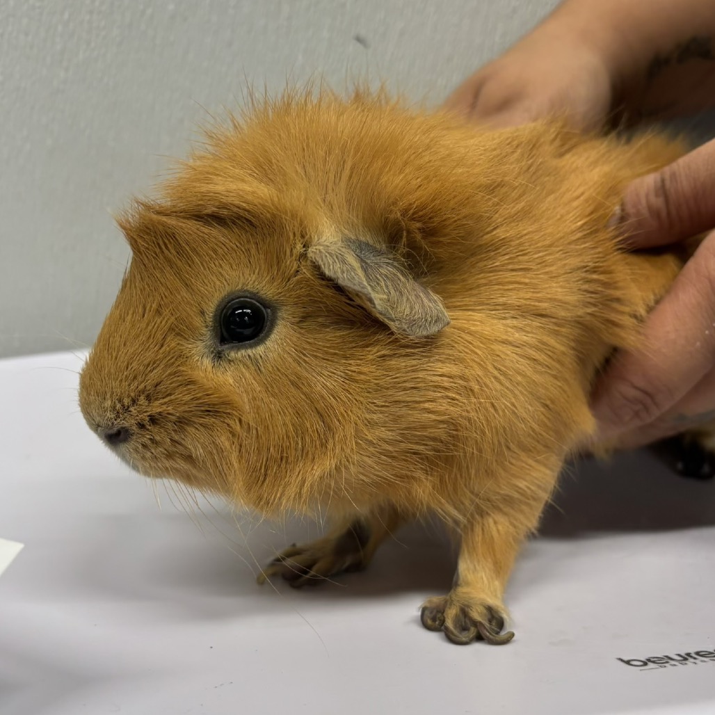 Canelo