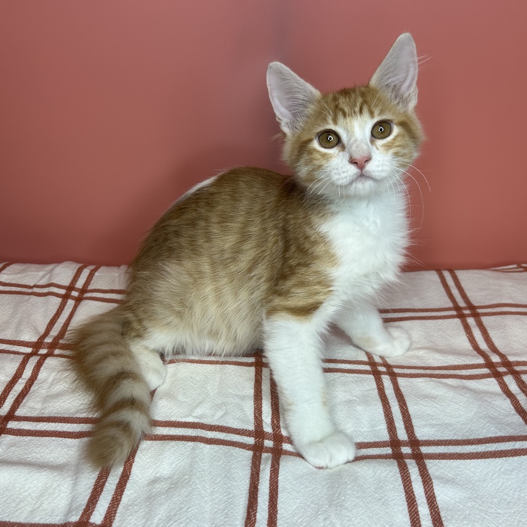 BOPPER - Domestic Medium Hair available for adoption